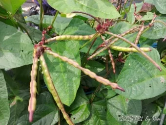 여름열무 재배 방법과 요령, 기간, 물주기, 파종하는 법, 파종시기_50