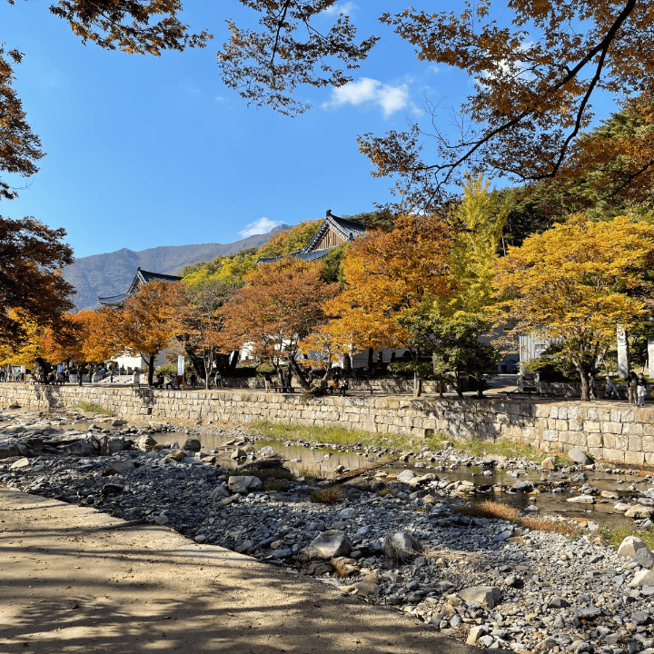 줄지어선-가을-단풍나무들