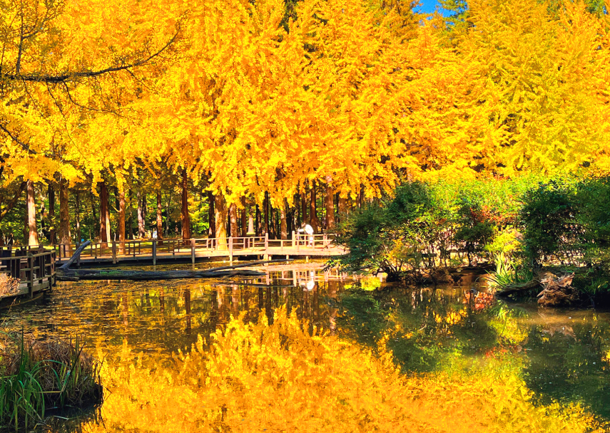 남이섬 은행나무 단풍
