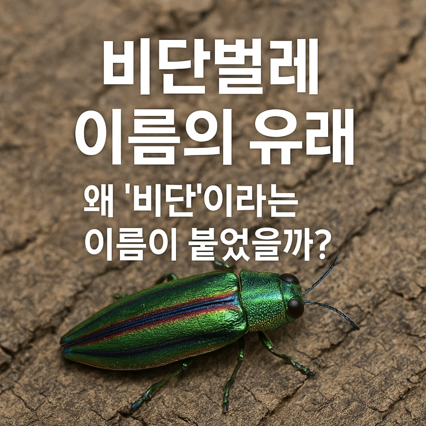 비단벌레 이름의 유래, 왜 '비단'이라는 이름이 붙었을까?