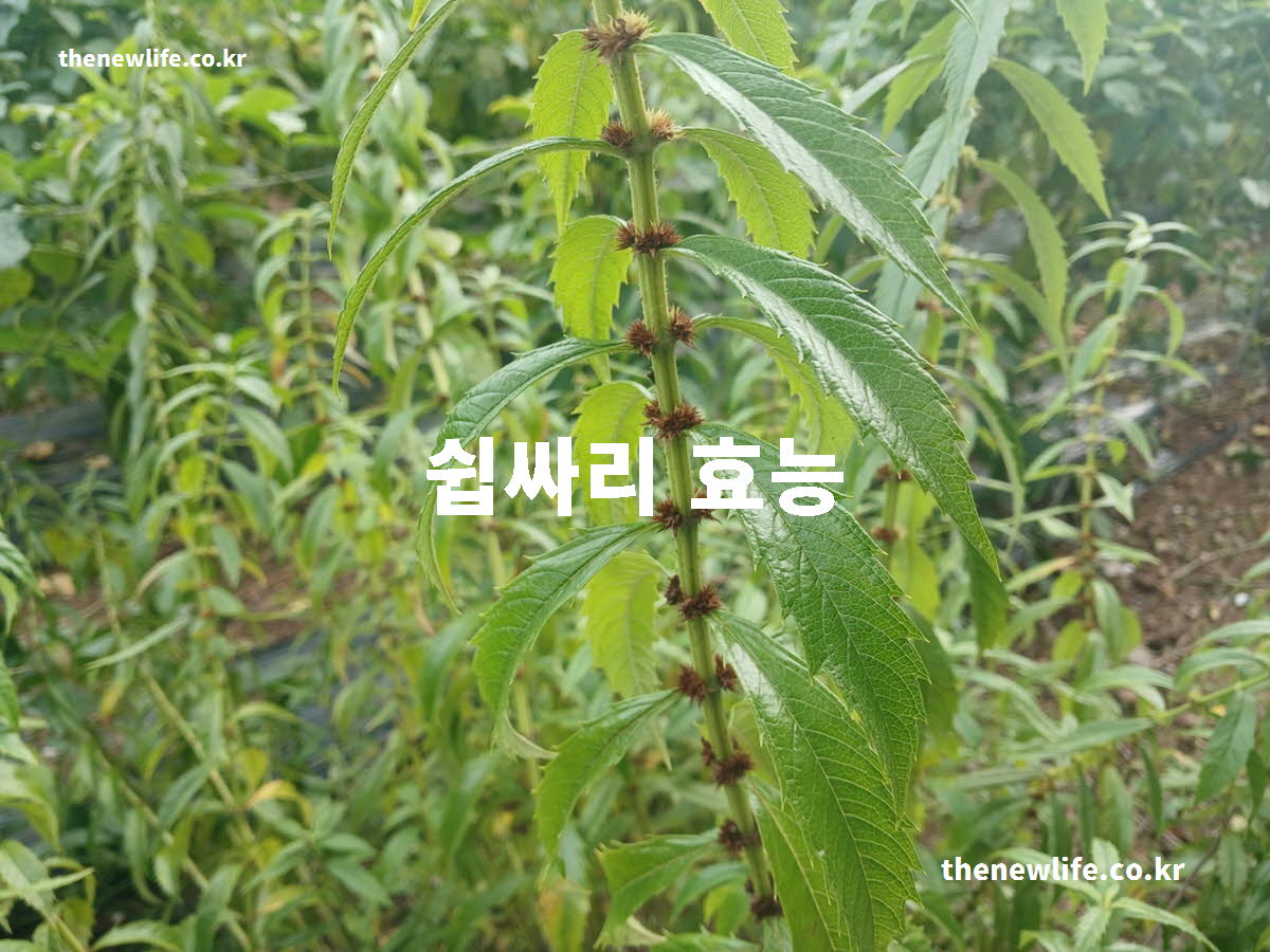 쉽싸리 효능 대표 실사진