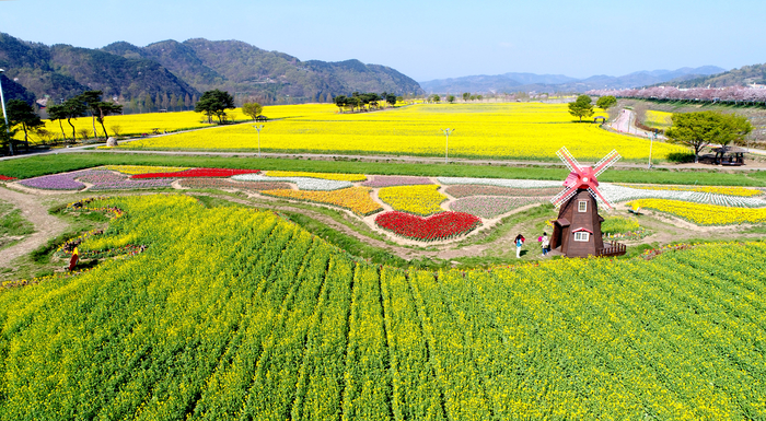 2025 창녕 낙동강 유채축제 총정리