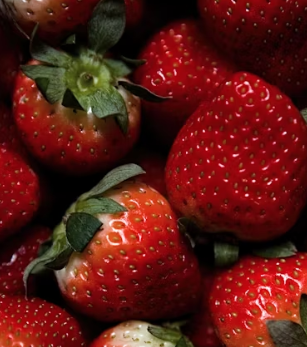 딸기 효능 부작용 칼로리 고르는법