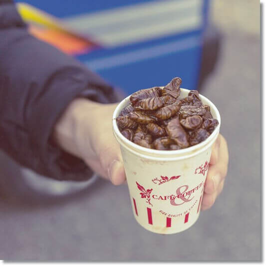 번데기효능 및 누에 번데기가 건가에 좋은 이유