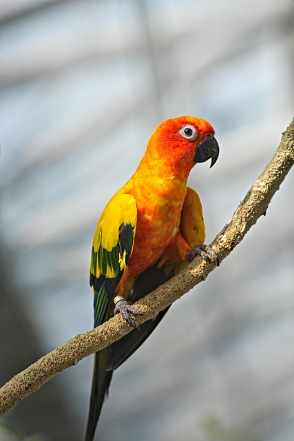 앵무새 스트레스 훈련의 필요성