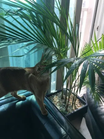 고양이에게 해로운 식물_14