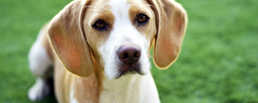 개싸움 말리는 방법 13