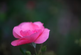 49재 계산 49재 지내는 방법 상차리는 법