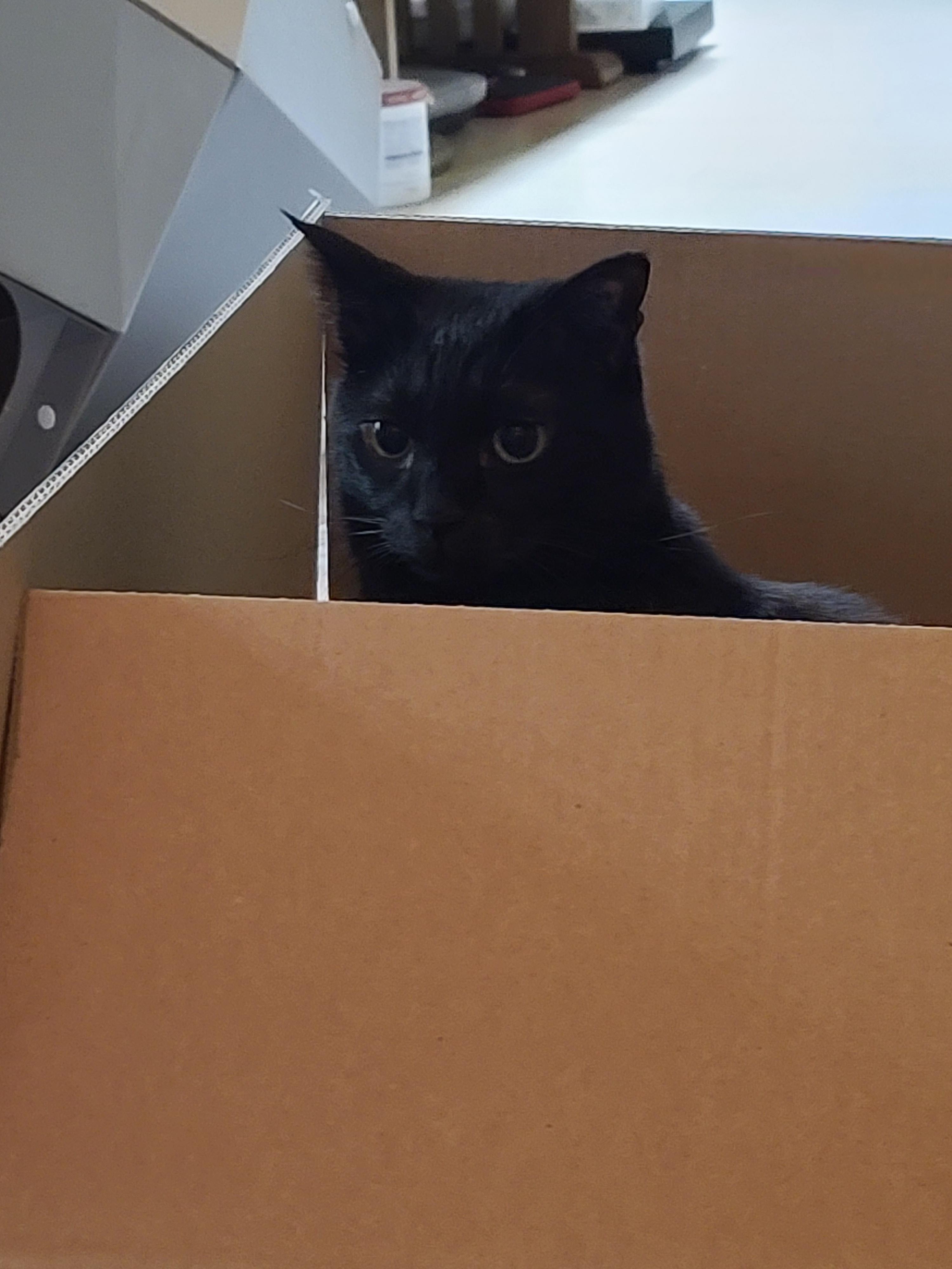 건이의 취미. 박스를 사랑하는 고양이.