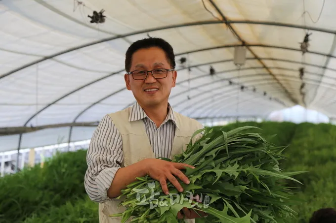 고들빼기 파종시기 심는시기 수확시기 농작물 재배_8