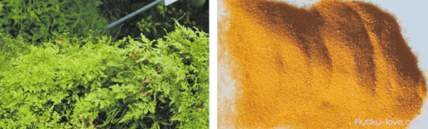 실고사리, 해금사 효능