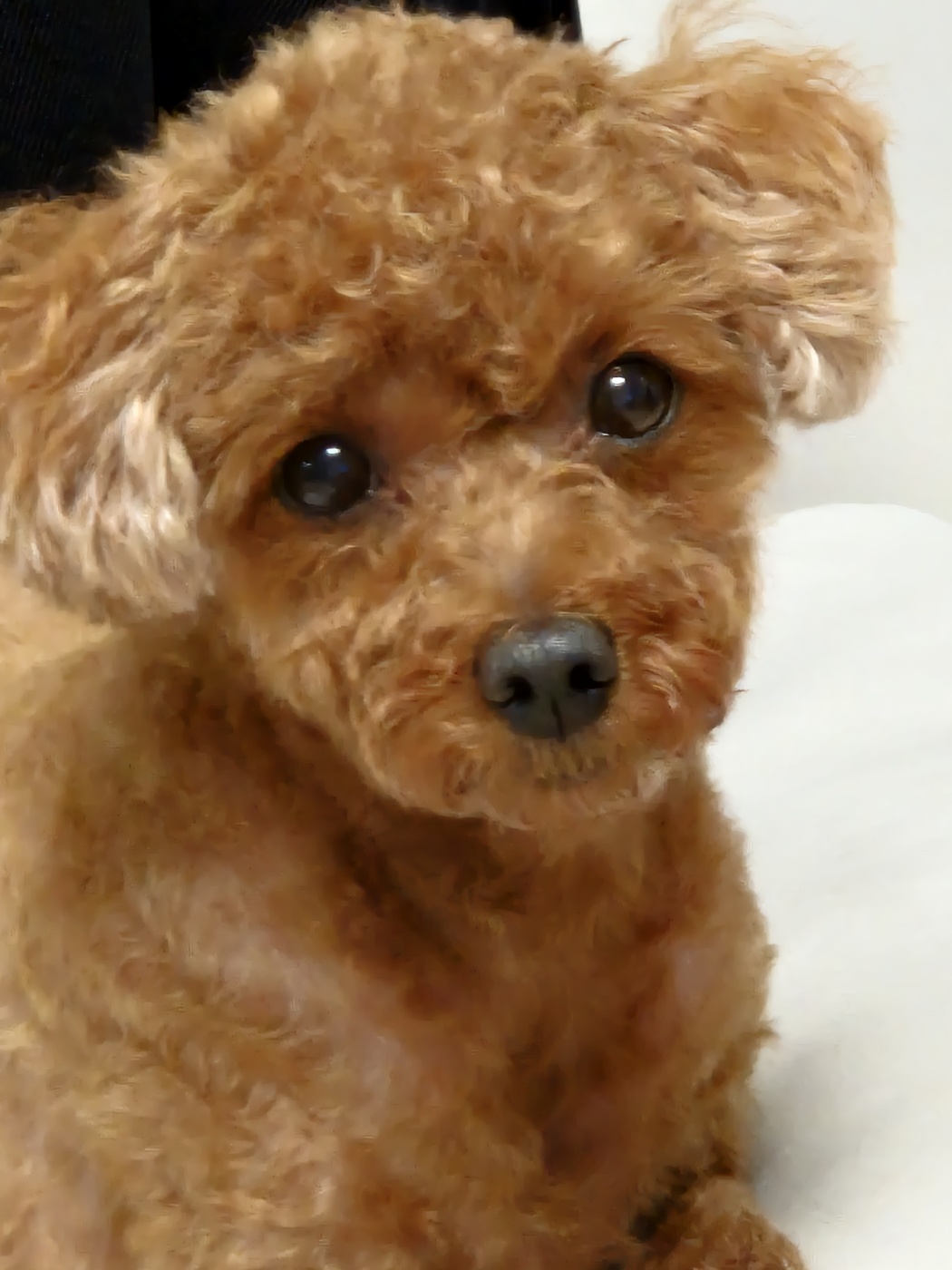 강아지 간식 선택 기준