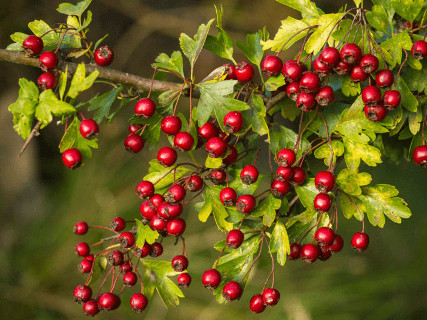 산사 열매 효능