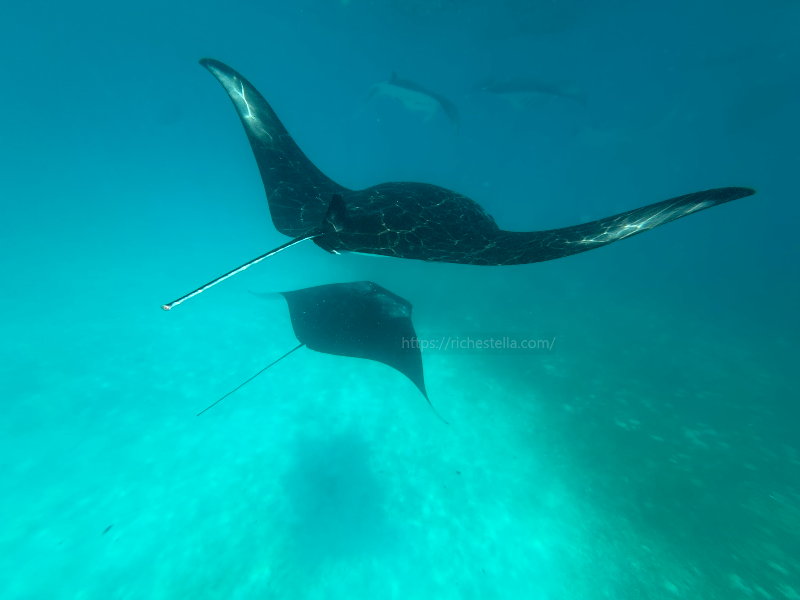 만타가오리 스노쿨링