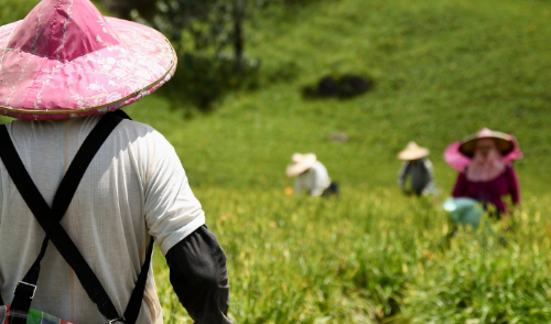 수직 농업의 미래: 빌딩 안에서 자라는 작물들