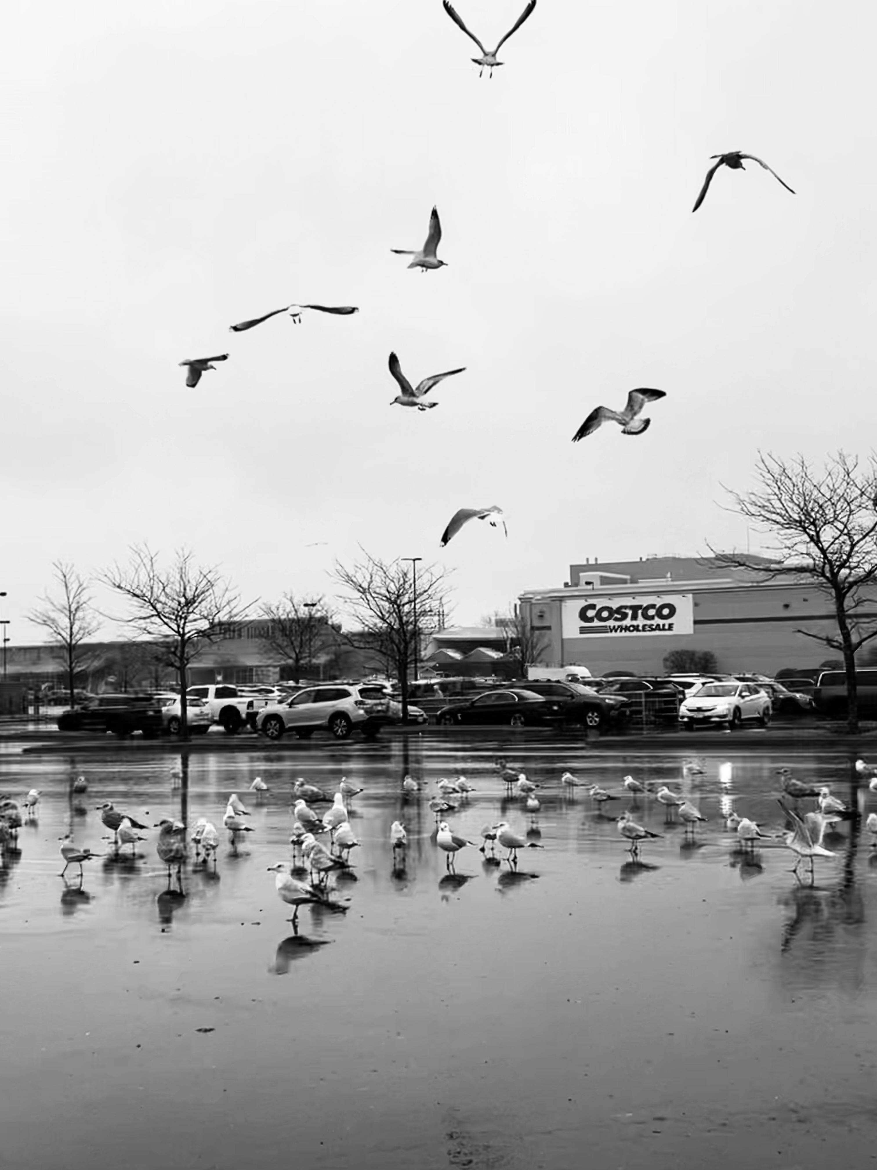 코스트코 연회비 인상 