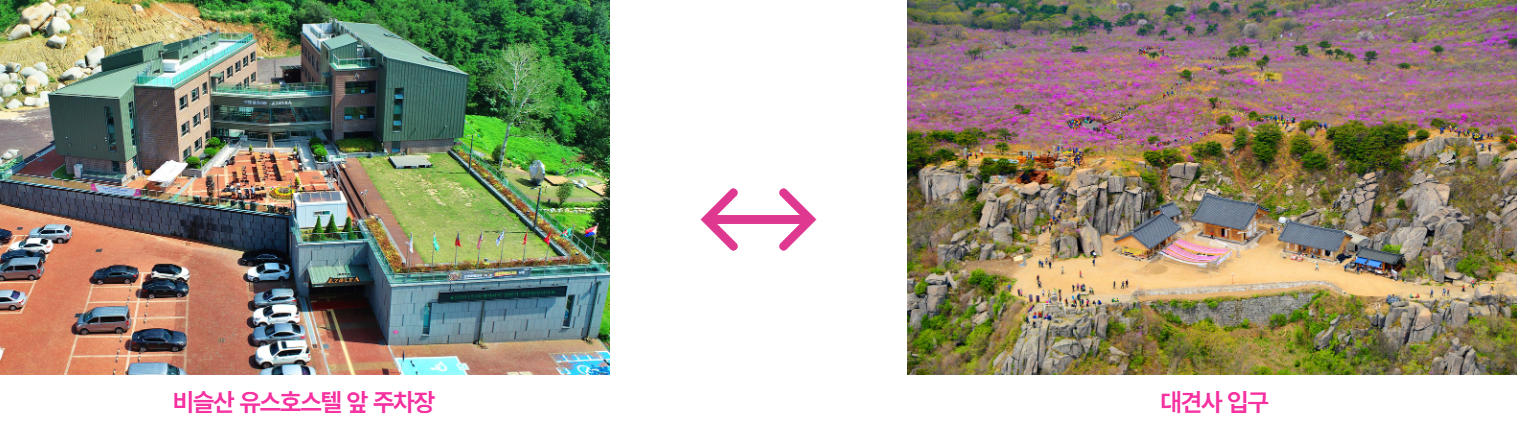 비슬산 참꽃축제