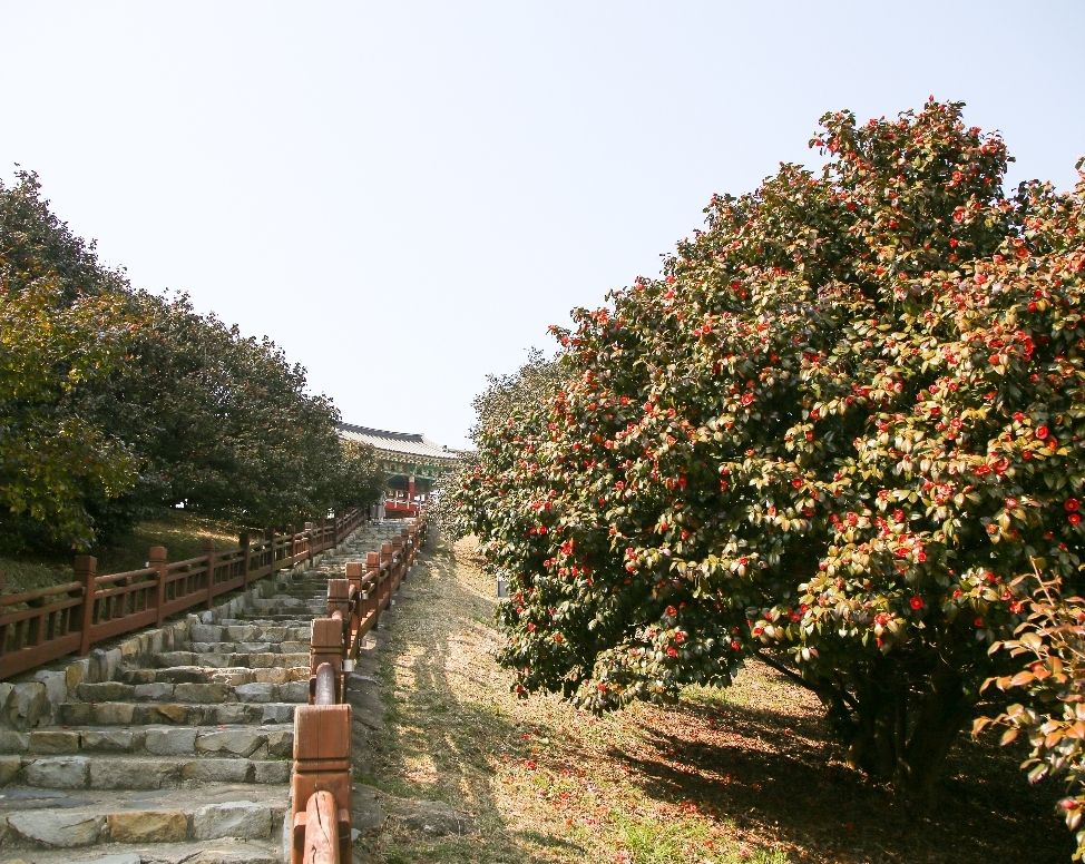 서천동백나무숲