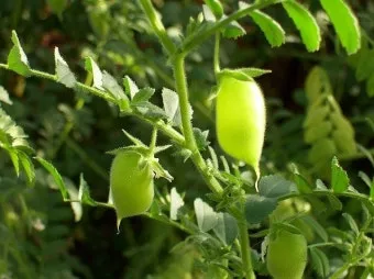 병아리콩 재배 따뜻한 흙 파종 관리 물 절약_5