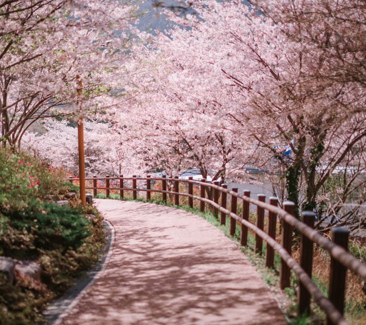 경상남도 벚꽃공원 명소 베스트 5 벚꽃시기 만개시기 드라이브 코스