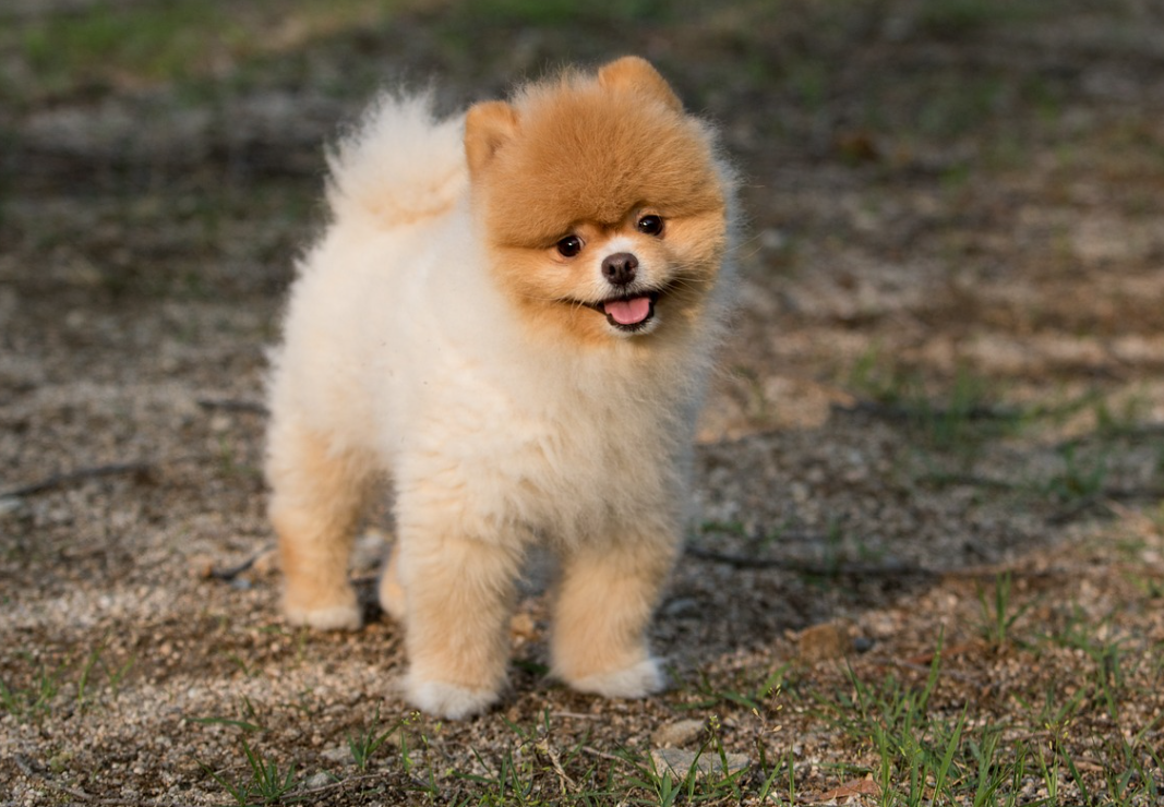 강아지 관련 사진