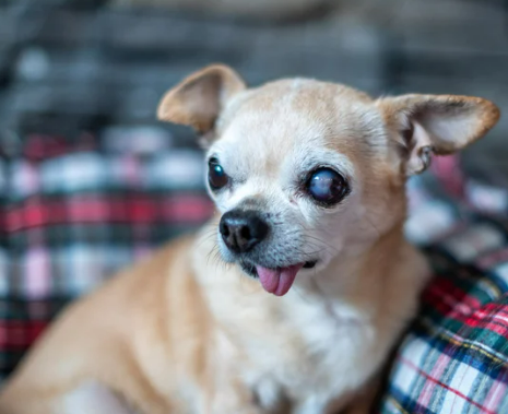 강아지 녹내장 증상, 수술 필수인가? 예방 및 치료법 한 번에 정리