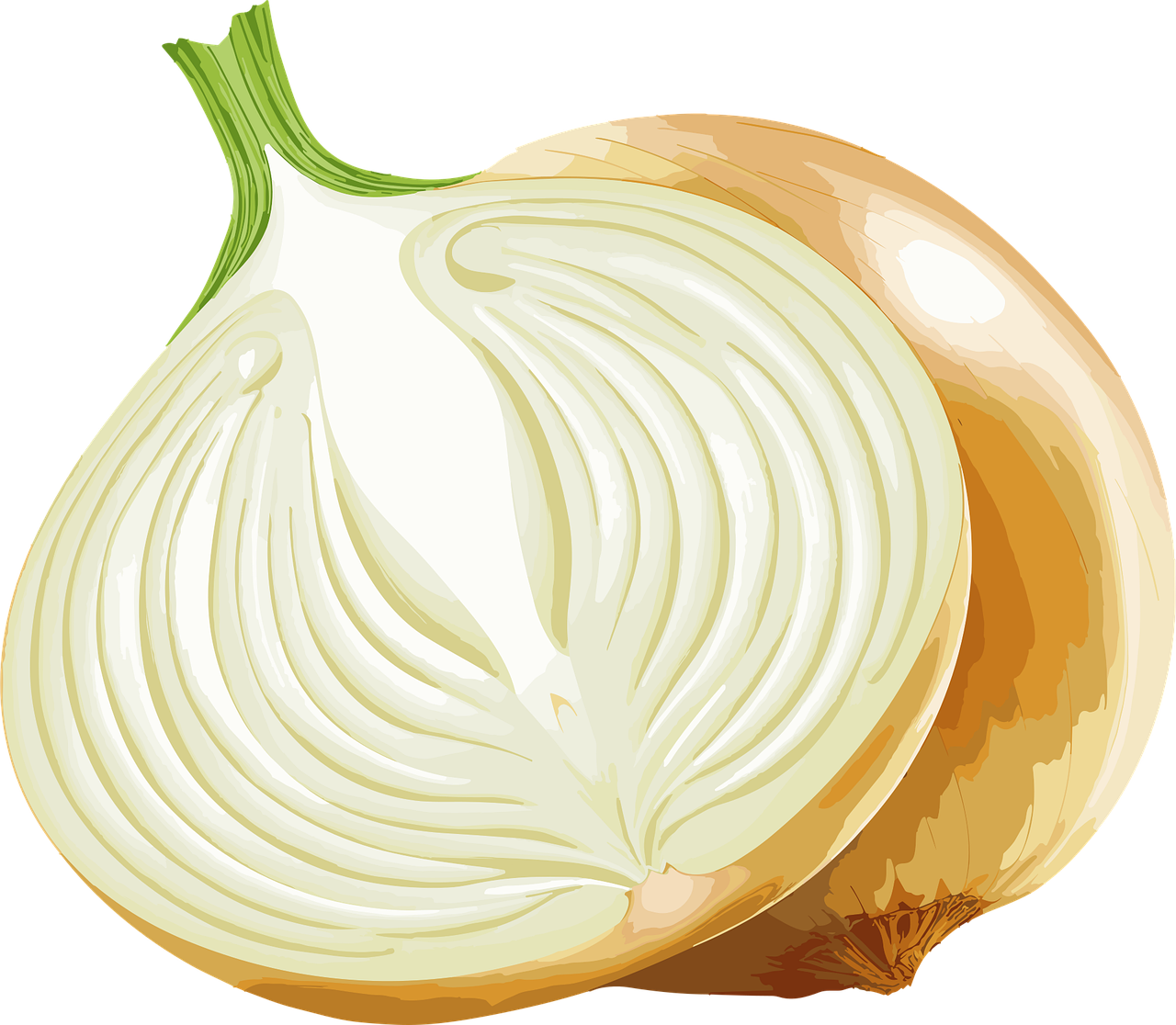 양파 효능과 혈관 건강