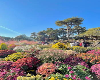 벽초지 수목원 가을꽃 국화축제_7