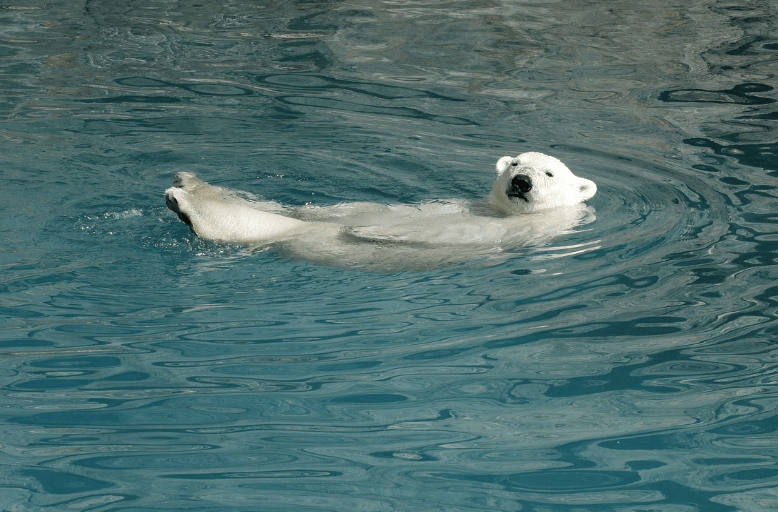 곰 태몽 꿈 풀이