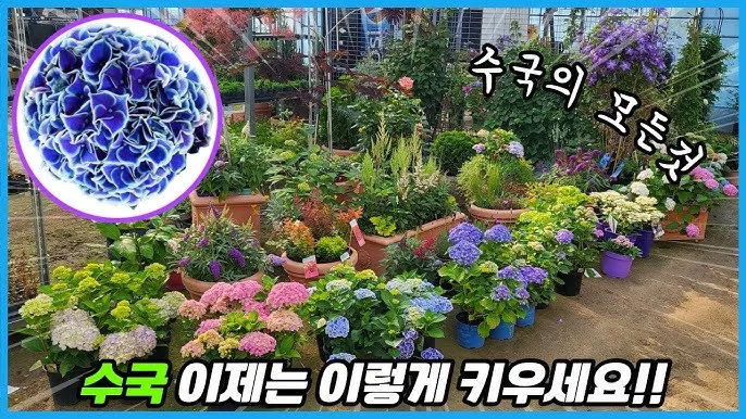 수국 키우는법 개화시기 삽목시기 가지치기 화분 물주기_3