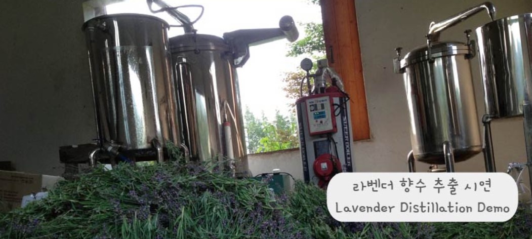 라벤더 향수 추출 시연