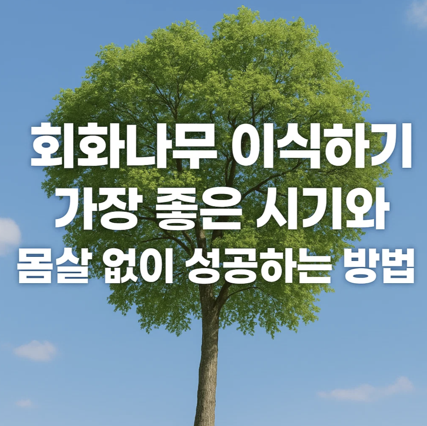 회화나무 이식하기 가장 좋은 시기와 몸살 없이 성공하는 방법