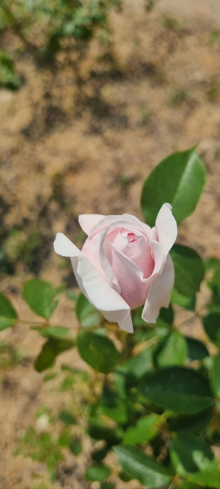 부천 백만송이 장미공원 장미축제 찾아가는 길