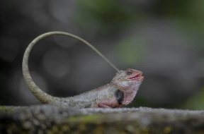보홀여행 도마뱀 만났을때 대처방법