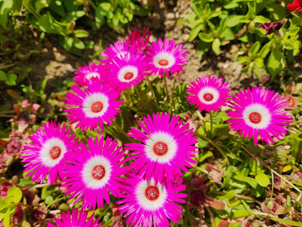 리빙스턴데이지 Livingstone Daisy