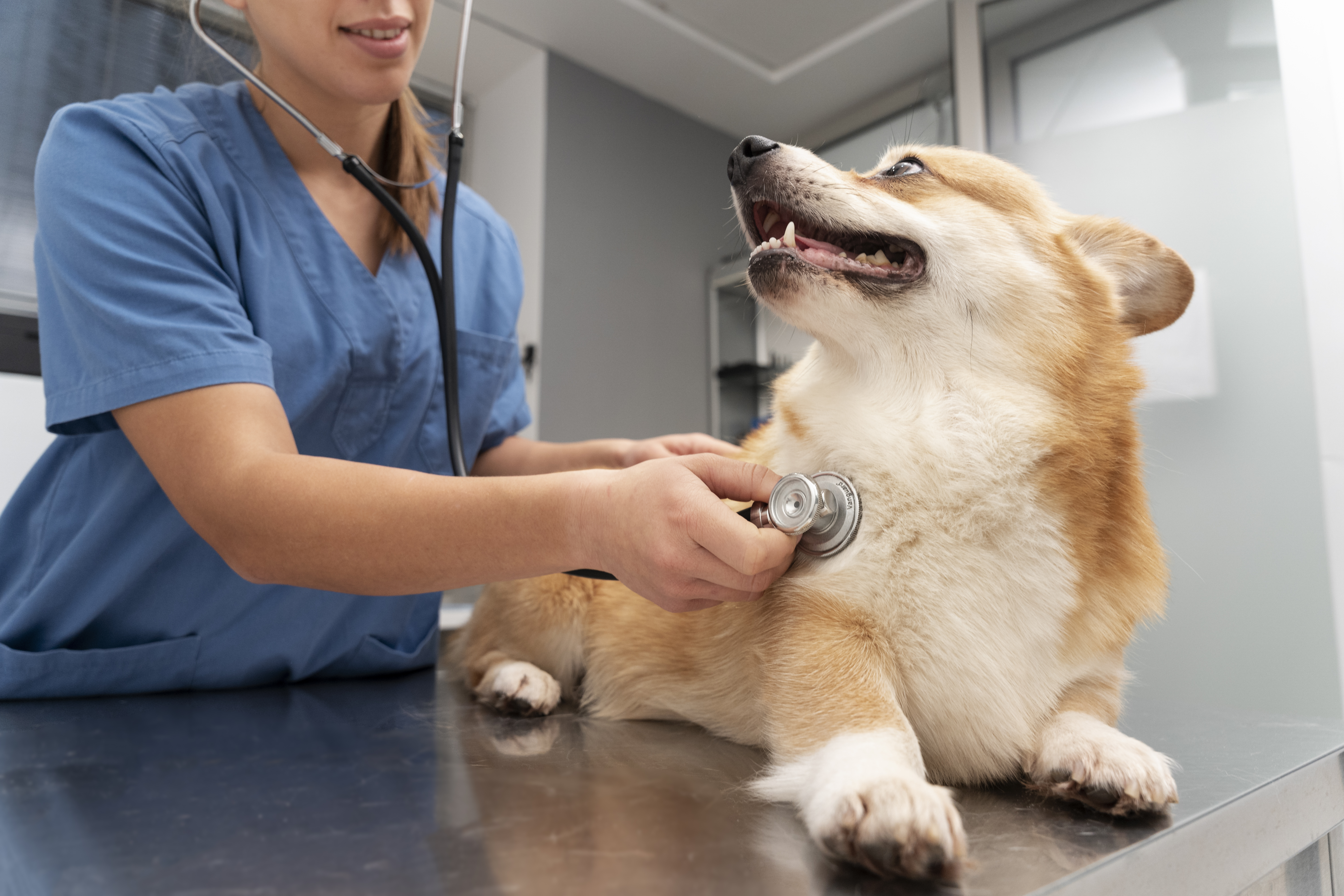 반려견 온열질환 관련 이미지