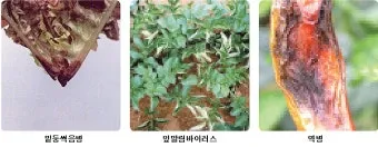 텃밭 해충 대처 진딧물 총채벌레 응애 노린재 방제_12