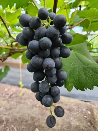 블랙커런트 재배 전정 관리 통풍 확보 병해 줄이기_11