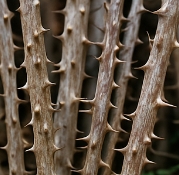 엄나무 효능 부작용