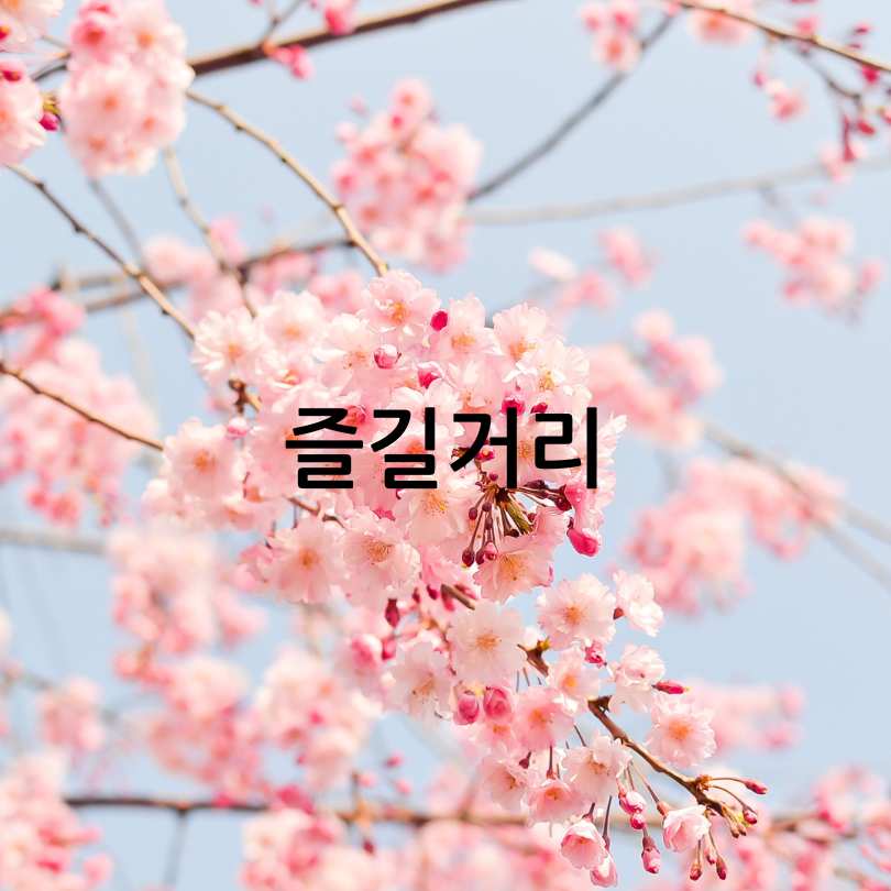 2025년 경주 대릉원돌담길 벚꽃축제 