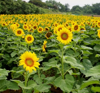 가을에 피는 꽃 종류 해바라기