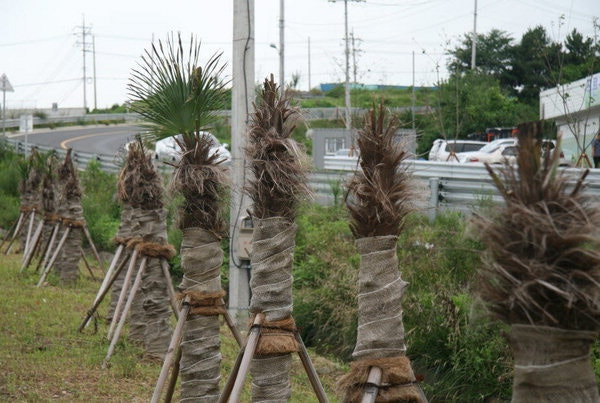 죽어가는 종려나무 사진