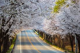 화담숲 벚꽃 만개 도쿄 벚꽃 만개 일본 벚꽃 만개시기 부산 벚꽃 만개 오사카 벚꽃 만개 대구 벚꽃 만개 서울 벚꽃 만개 경주 벚꽃 만개시기 경주 벚꽃 만개 서울 벚꽃 만개시기 벚꽃관광 3월후쿠오카벚꽃 내소사벚꽃 진해군항제벚꽃 일본벚꽃여행패키지 경주 벚꽃 여행 일본벚꽃패키지 영암 벚꽃 축제 벚꽃개화기 오사카 벚꽃 여행 영암벚꽃 국내벚꽃여행 마이산벚꽃