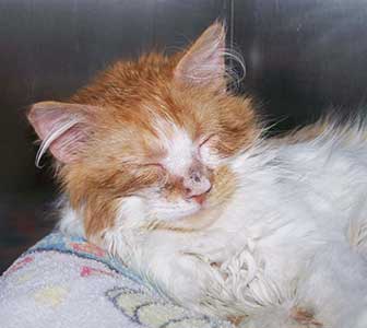 고양이 곰팡이성 피부염