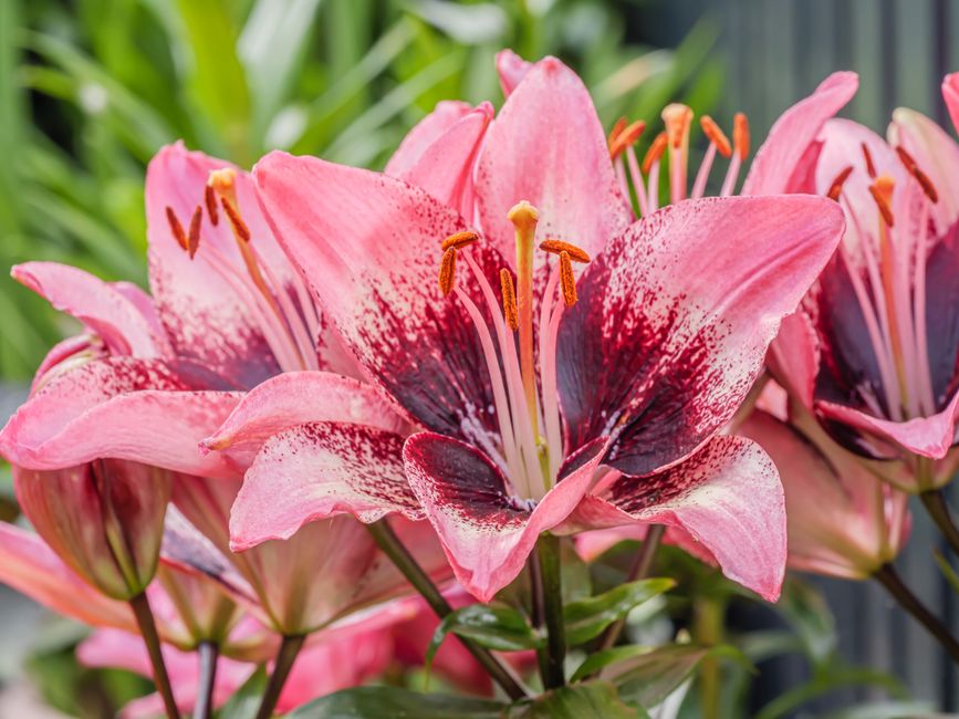 Close-up of vibrant pink Asiatic lilies in a garden setting.