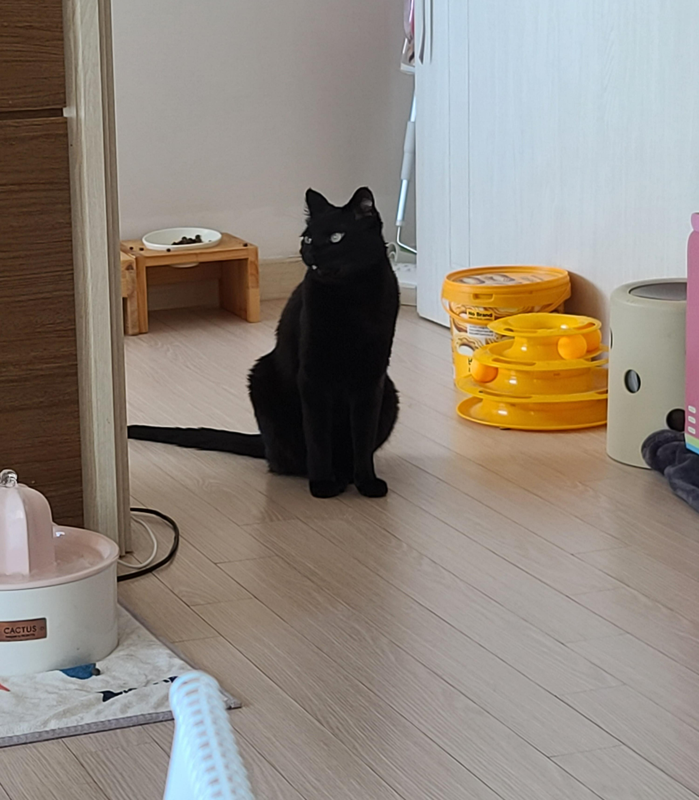 으르렁거리며 집지키는 고양이 루나 (feat.따라쟁이 건)