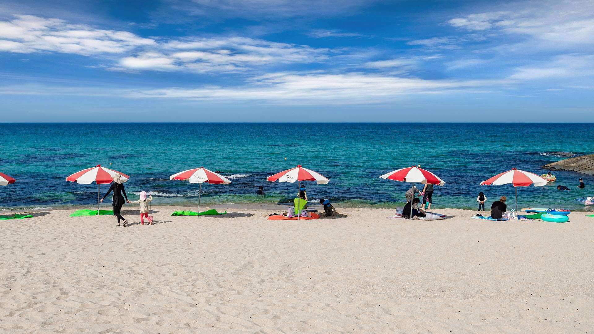 강릉 사근진 해변 유채꽃밭