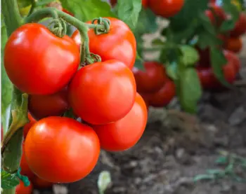 뼈에 좋은 음식 best 10