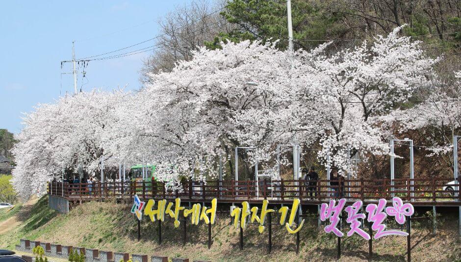 대청호 벚꽃길