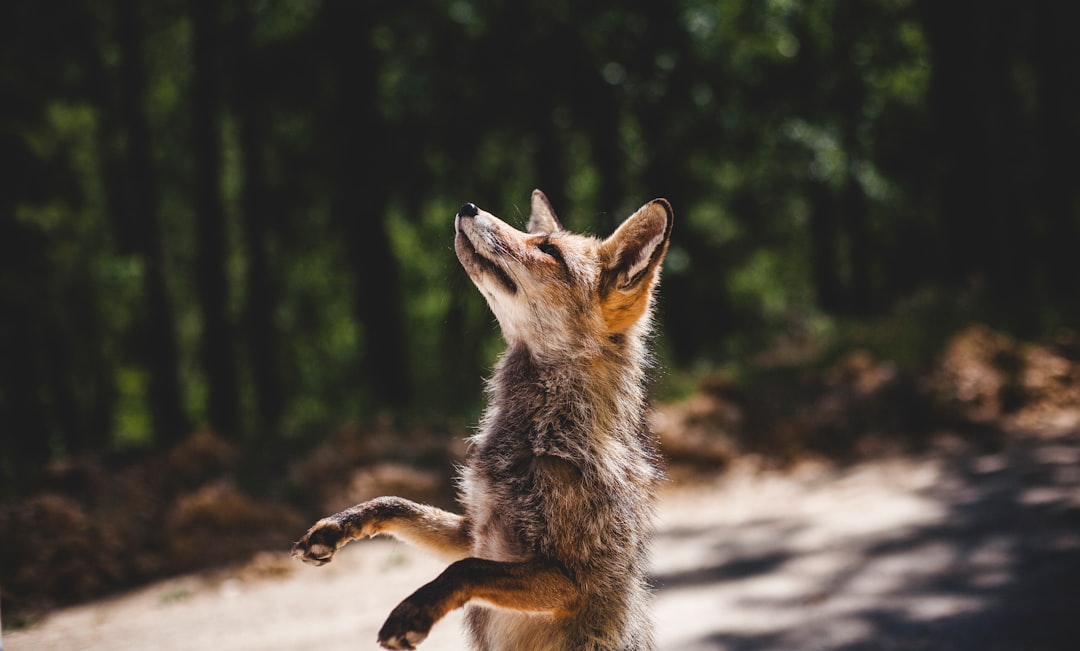 Koyote
